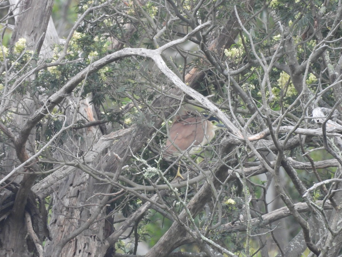 ハシブトゴイ - ML646444086