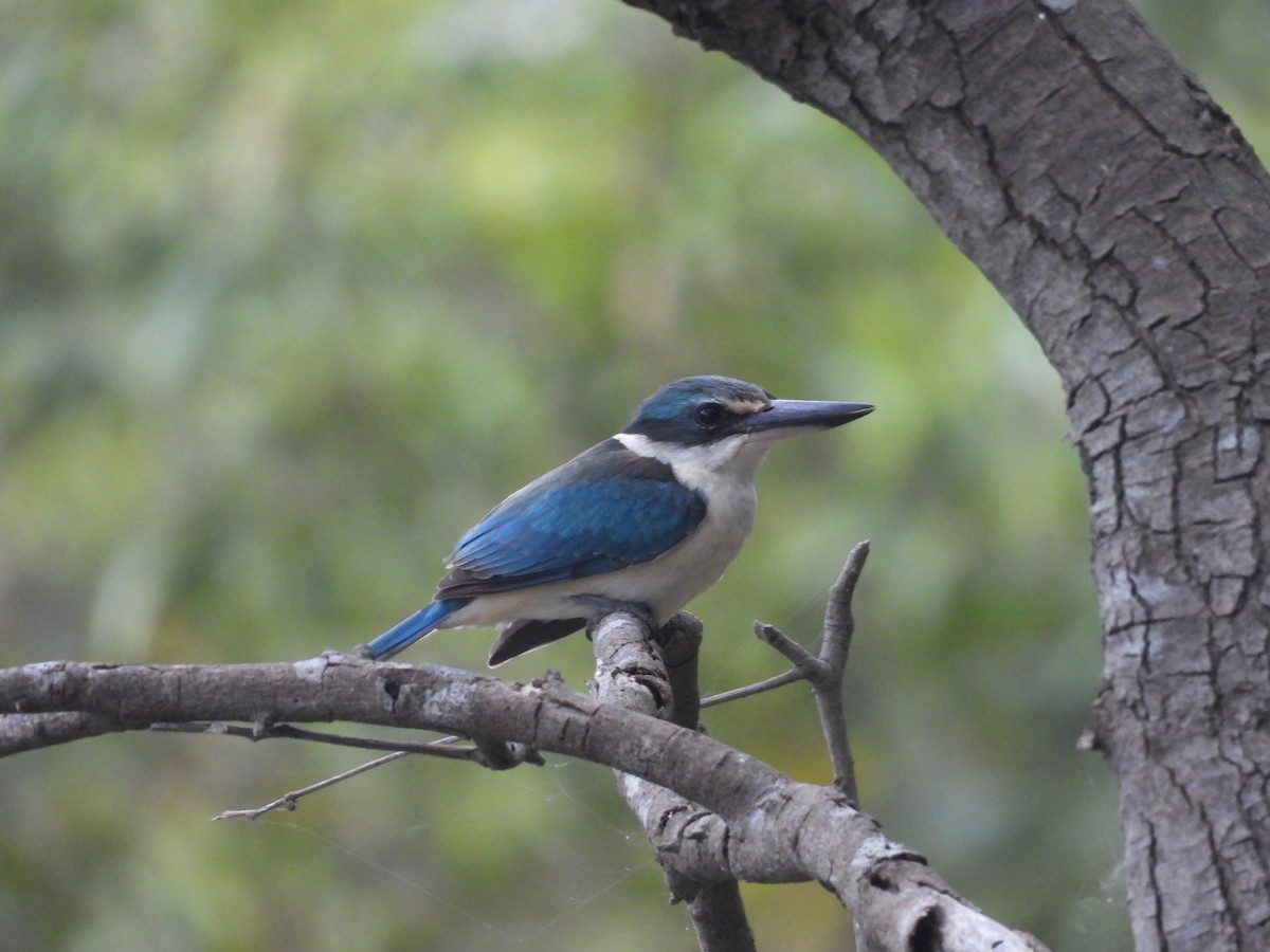 ヒジリショウビン（sanctus） - ML646444093