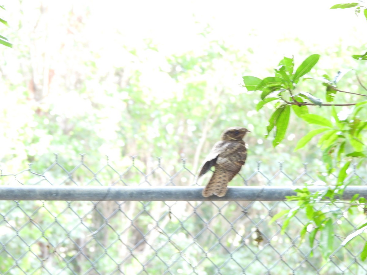 Chuck-will's-widow - ML646444094