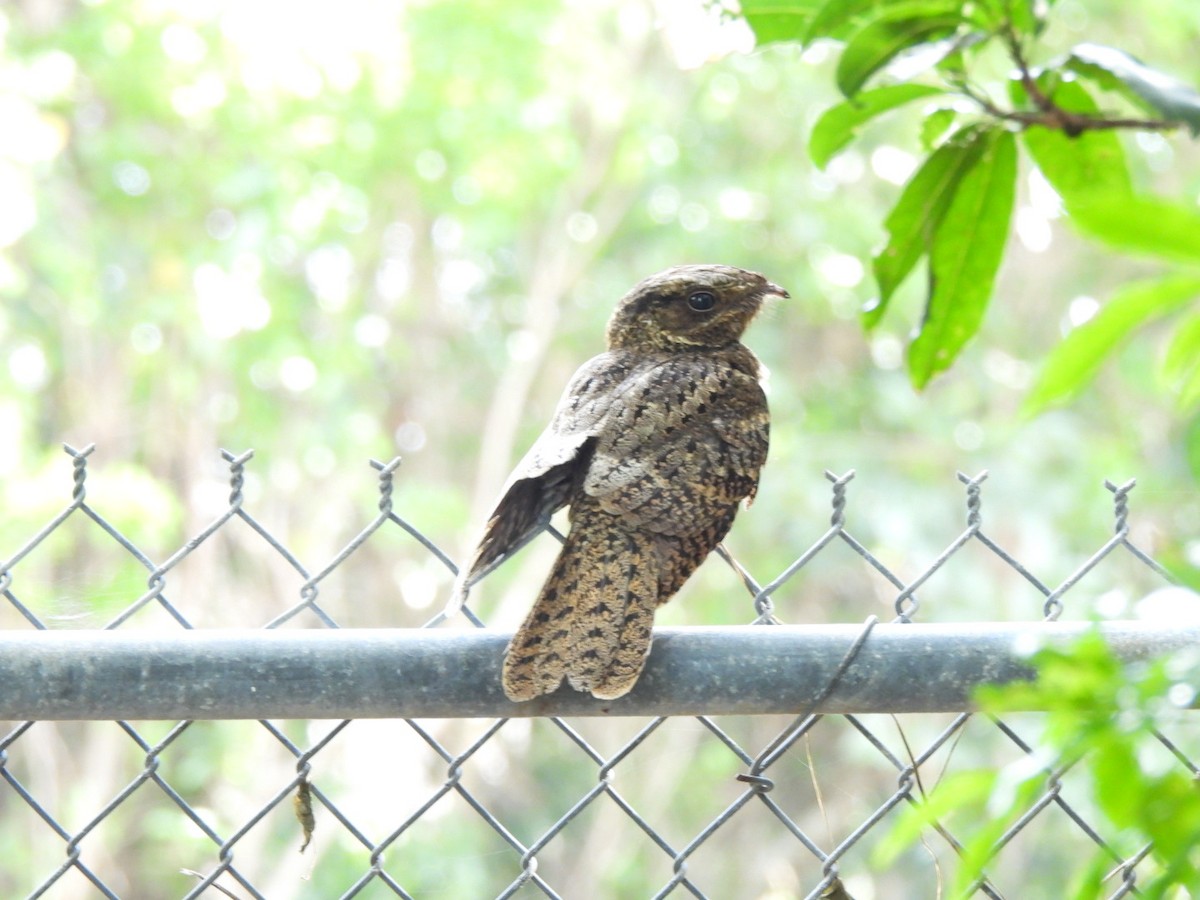 Chuck-will's-widow - ML646444095