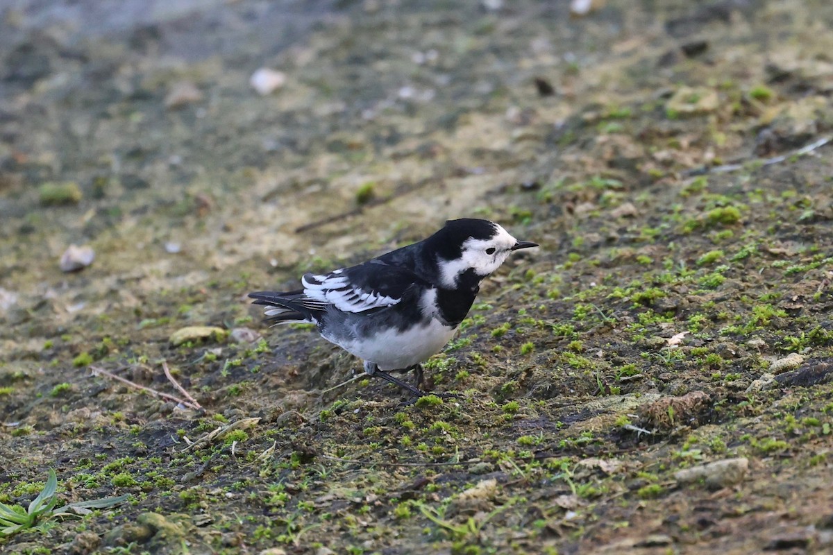 נחליאלי לבן - ML646444108