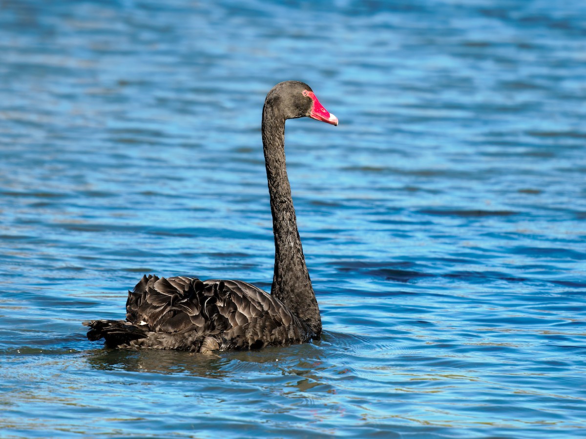 labuť černá - ML646444110