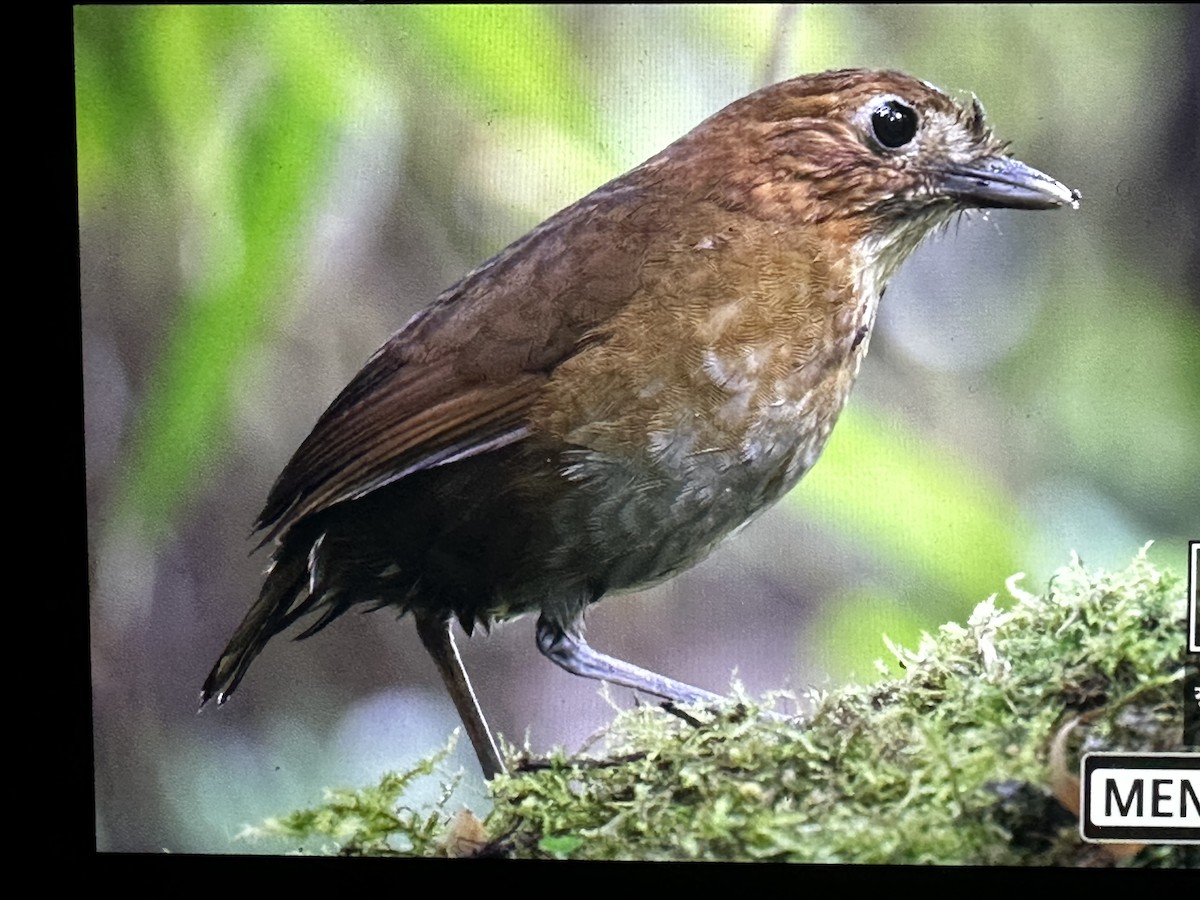 Brown-banded Antpitta - ML646444111