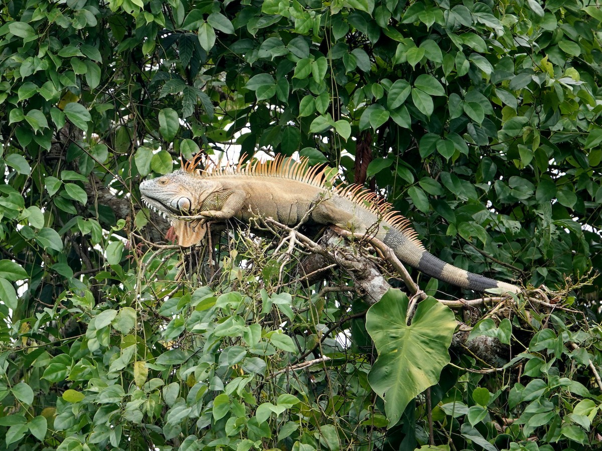 Green Iguana - ML646444121