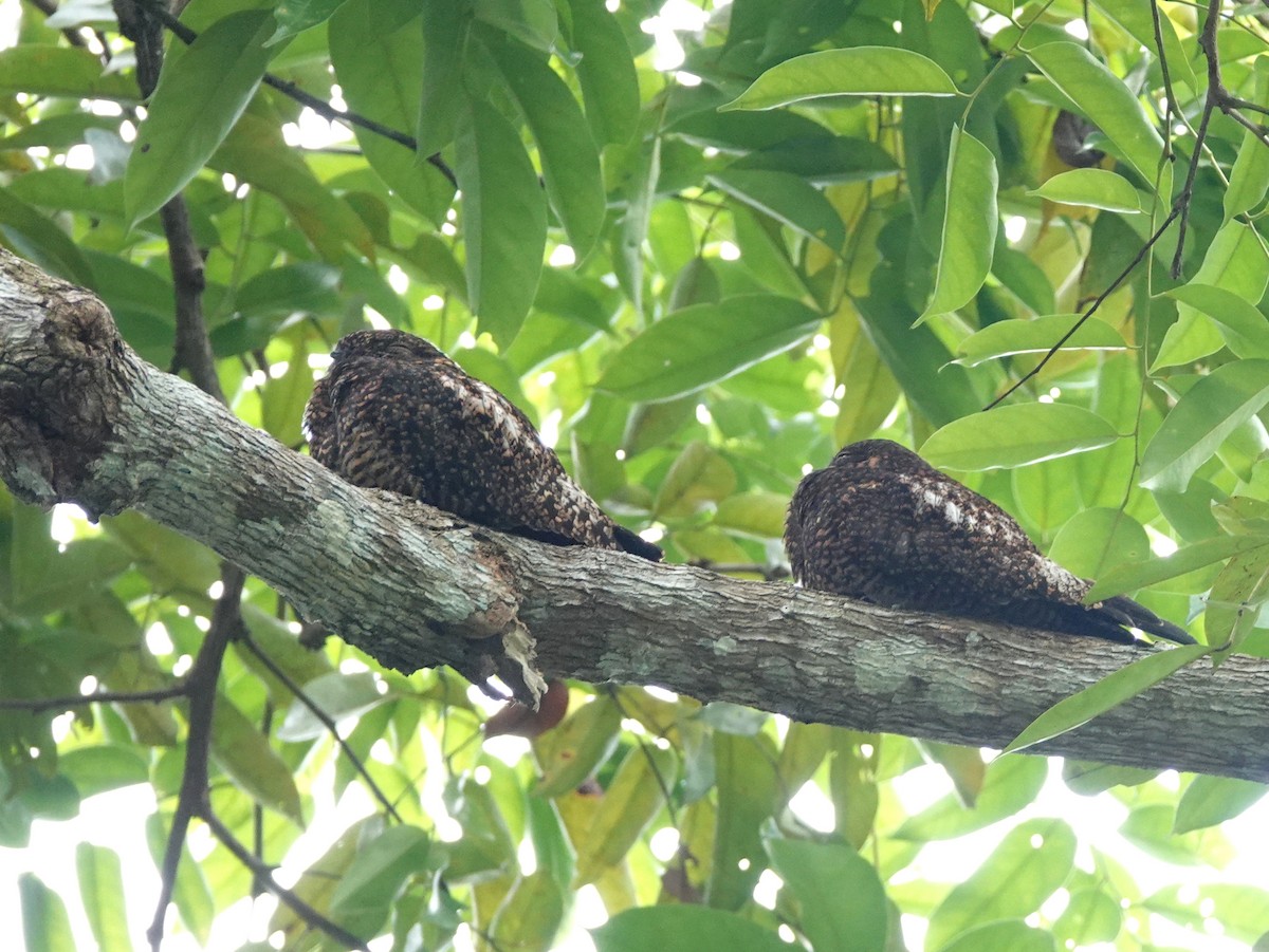 lelek netopýří [skupina semitorquatus] - ML646444128