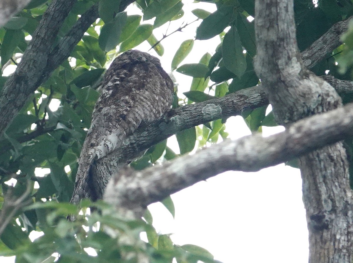 potu velký - ML646444131