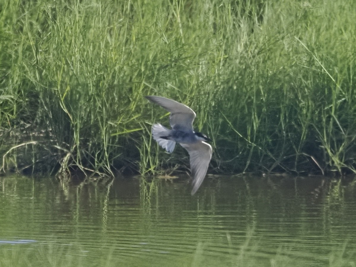 燕鷗亞科 - ML646444138