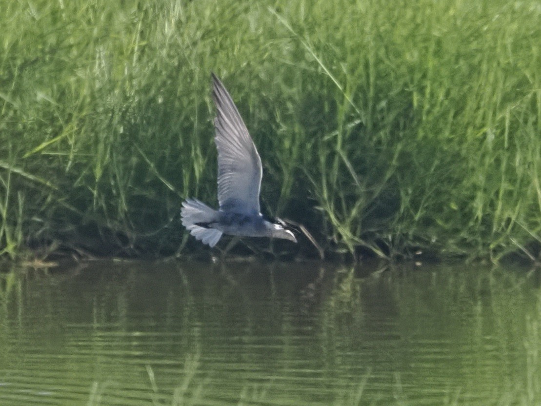 燕鷗亞科 - ML646444139