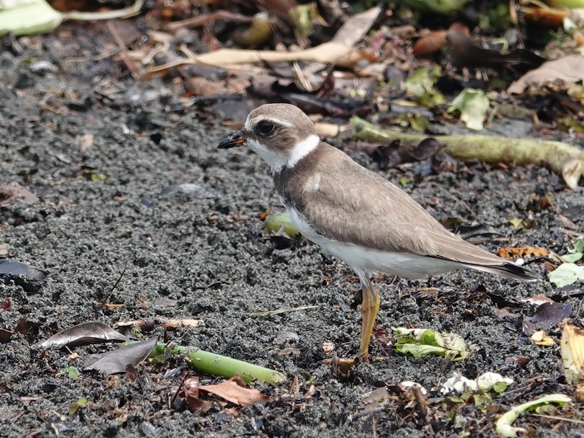 Semipalmated Plover - ML646444140