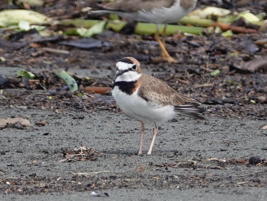 kulík límcový - ML646444150