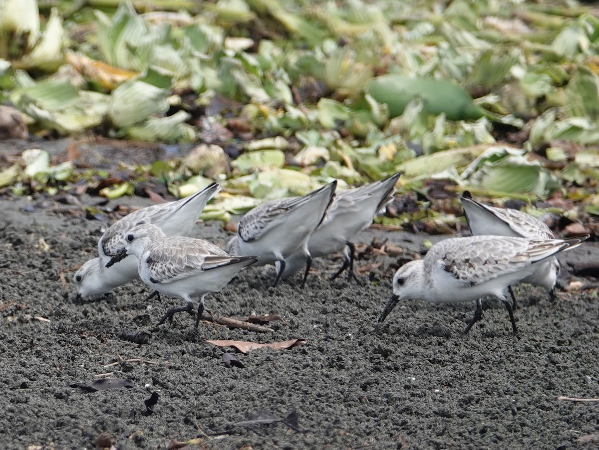 jespák písečný - ML646444157