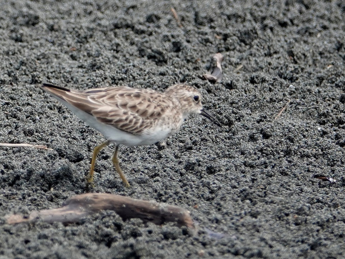 jespák drobný - ML646444159