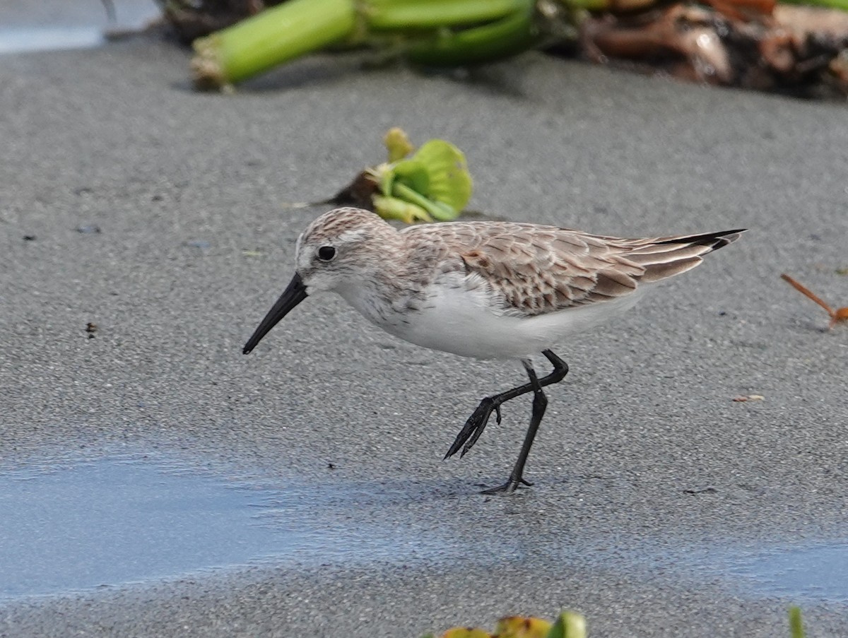 Alaska Kumkuşu - ML646444161