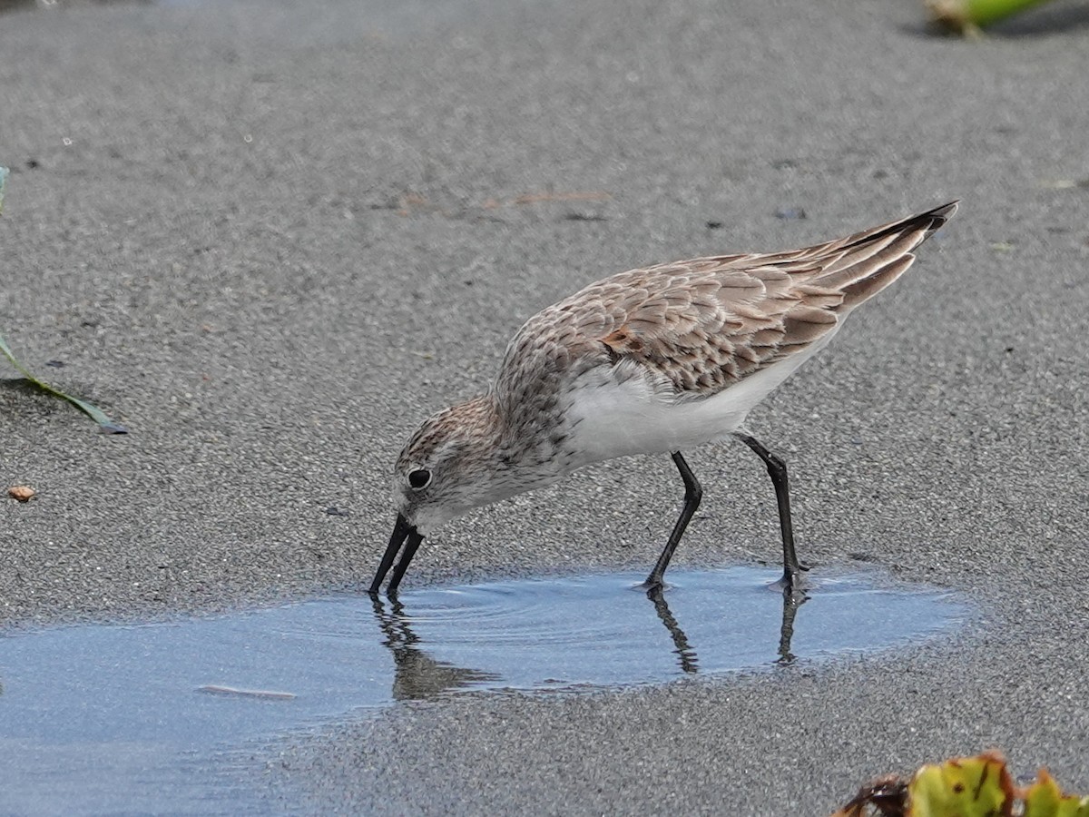 Alaska Kumkuşu - ML646444162