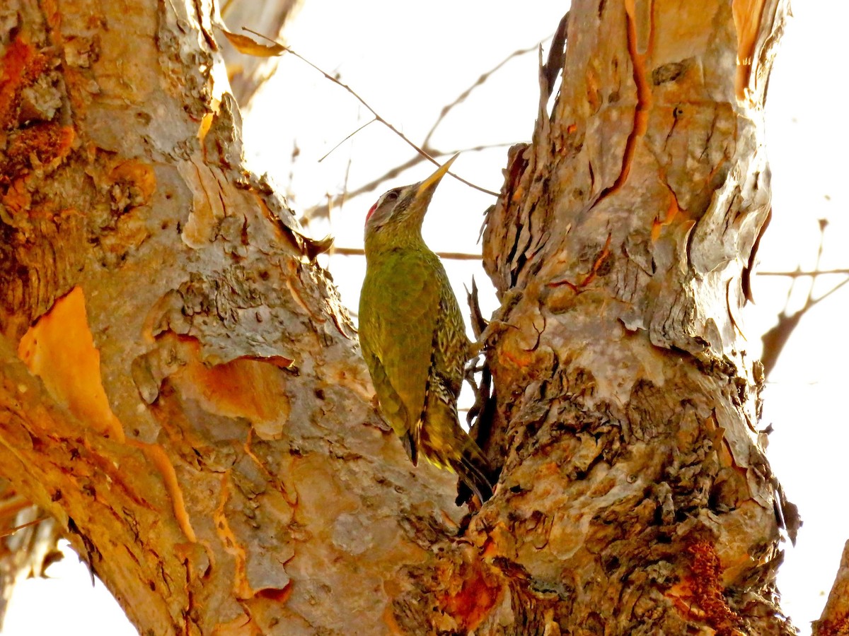 Pic écaillé - ML646444163