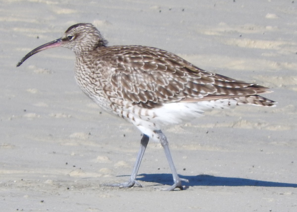 koliha malá - ML646444165