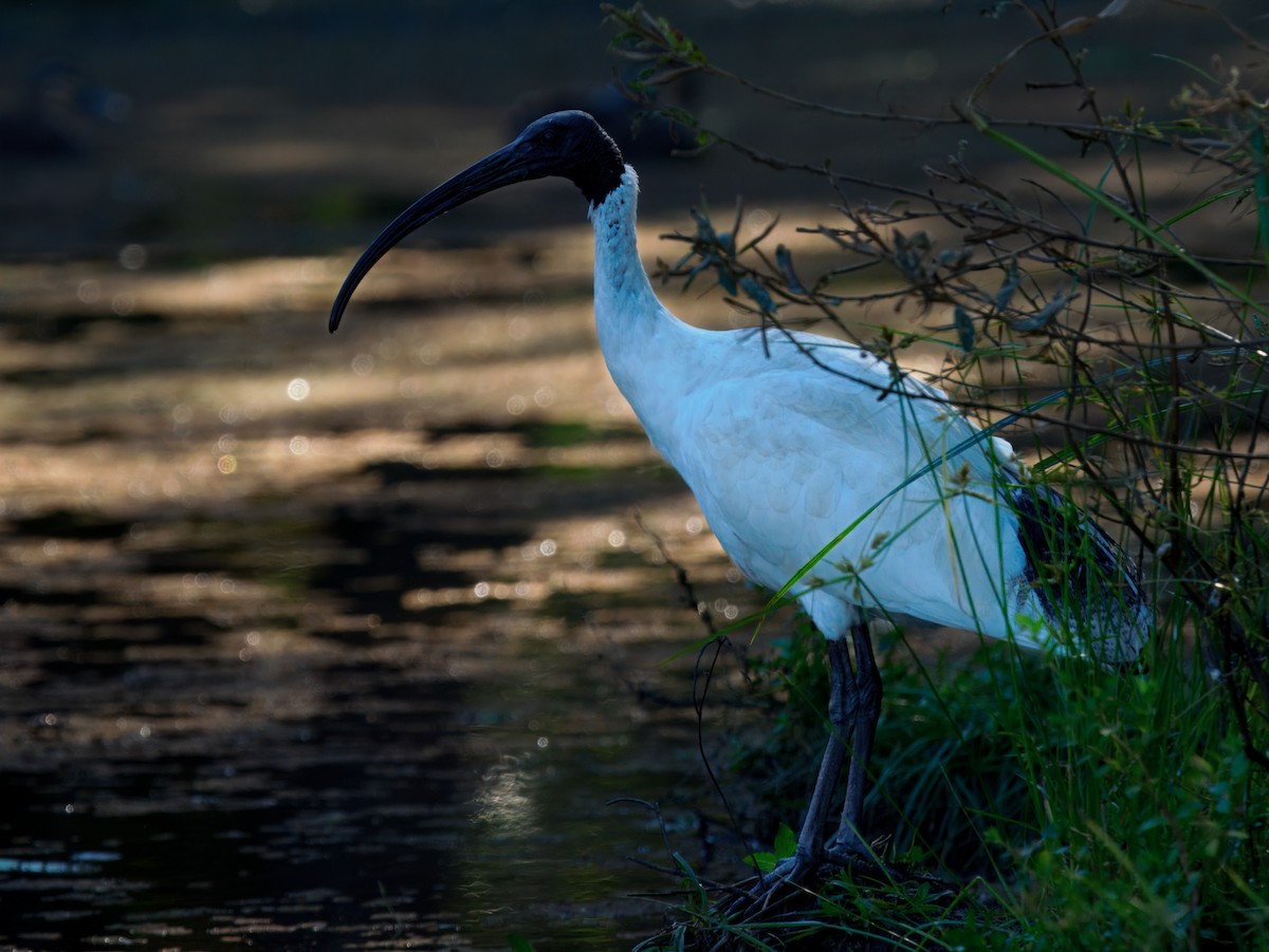 ibis australský - ML646444168