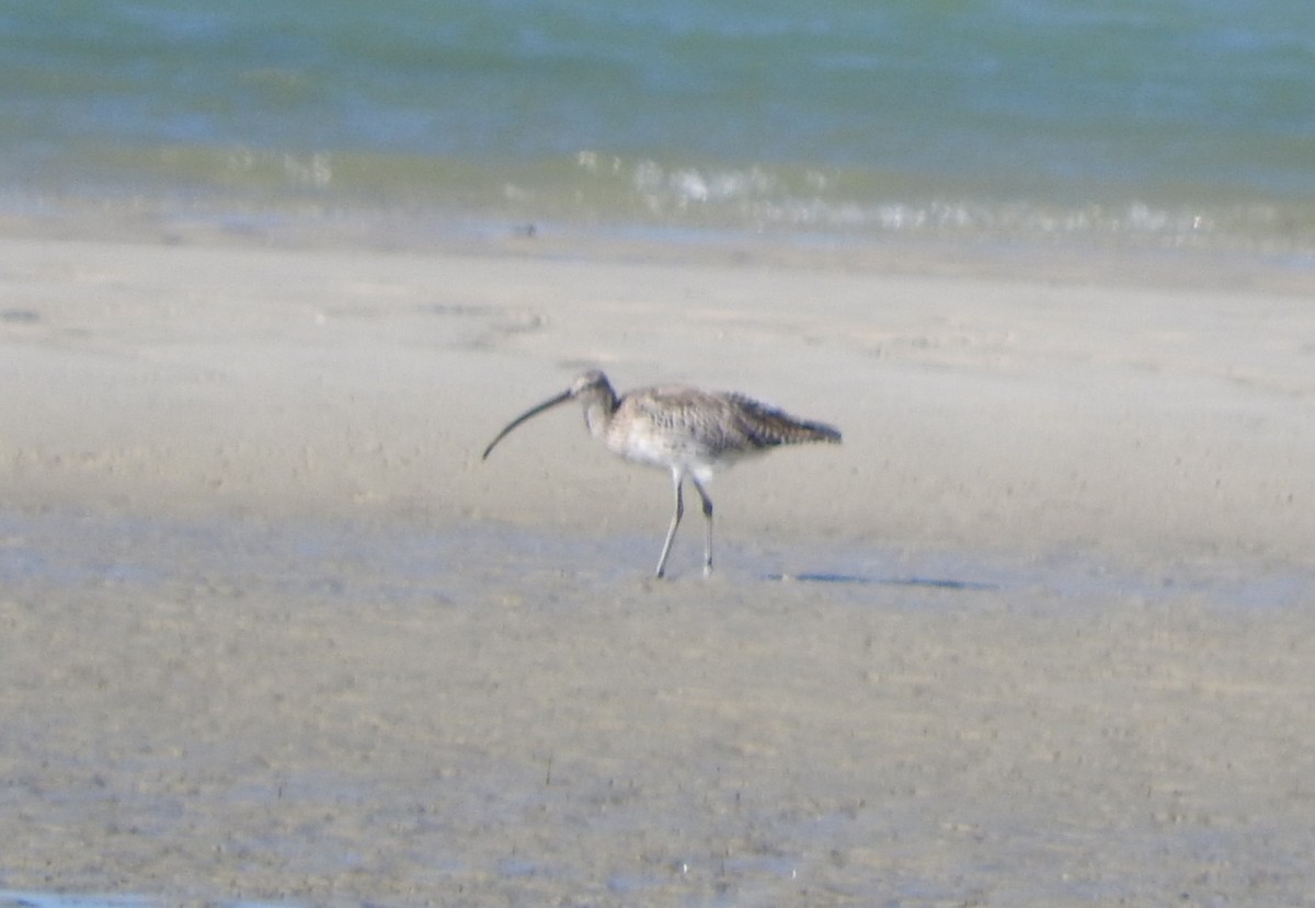 koliha velká - ML646444169