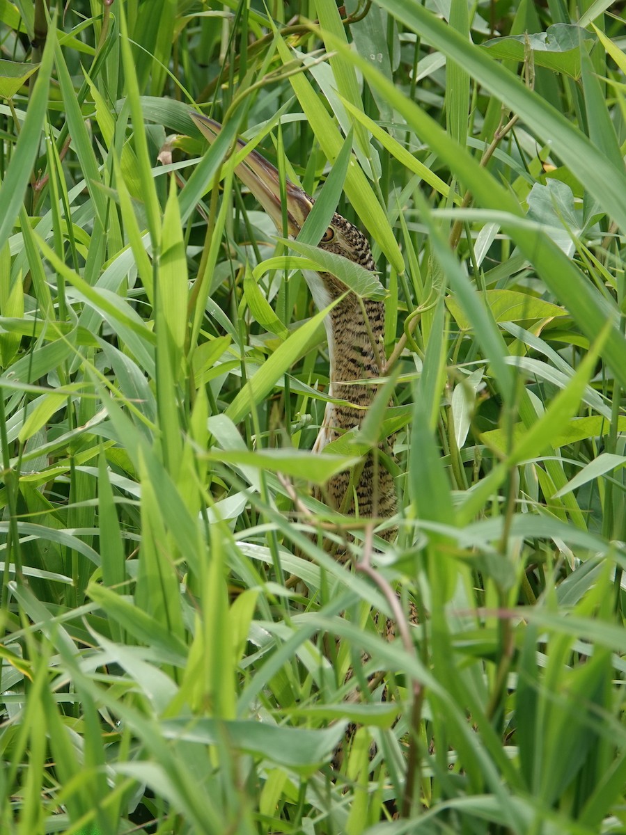 bukač jihoamerický - ML646444171