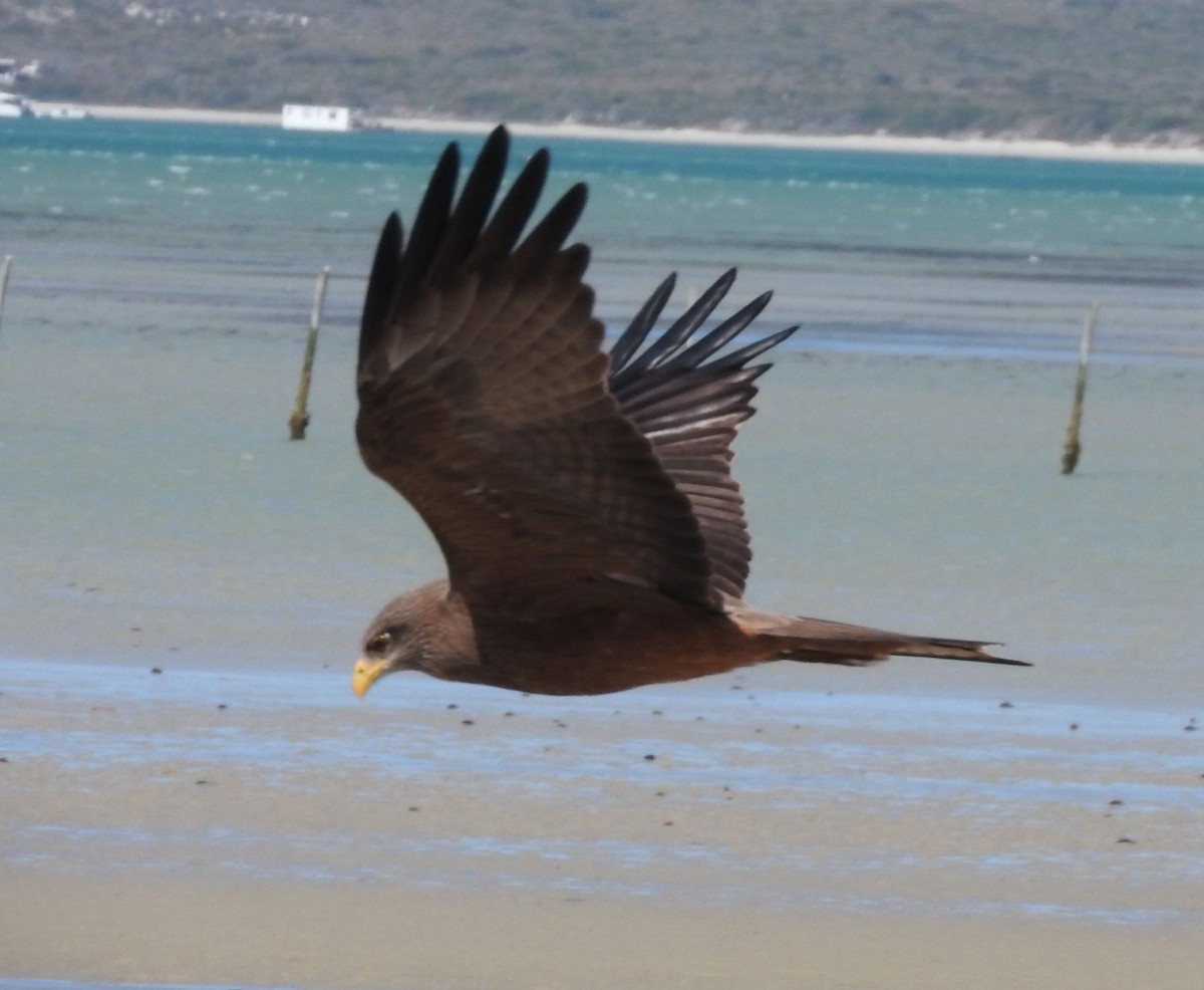 luňák hnědý (ssp. aegyptius/parasitus) - ML646444172