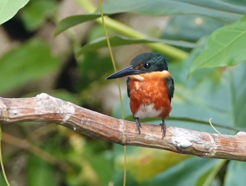 American Pygmy Kingfisher - ML646444176