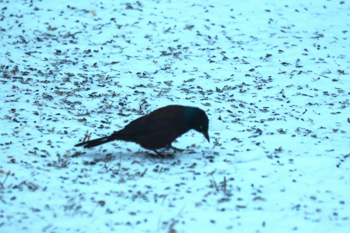 Common Grackle - ML646444182