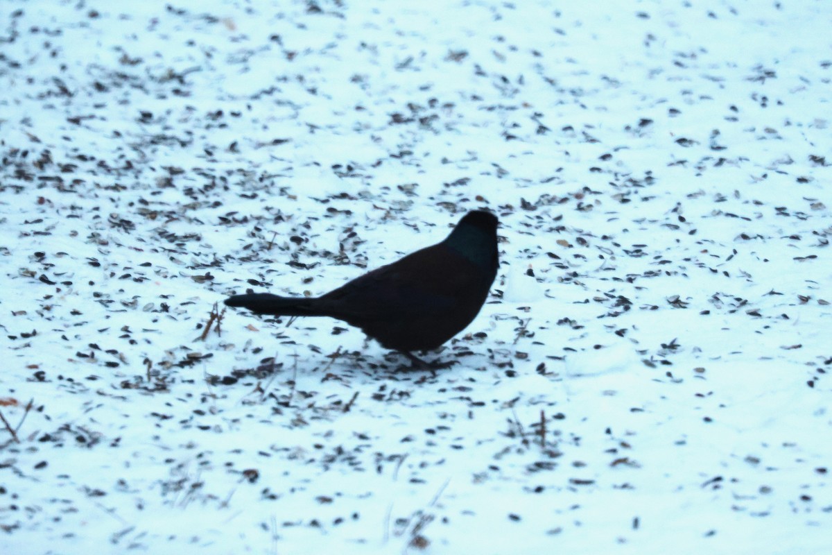 Common Grackle - ML646444186