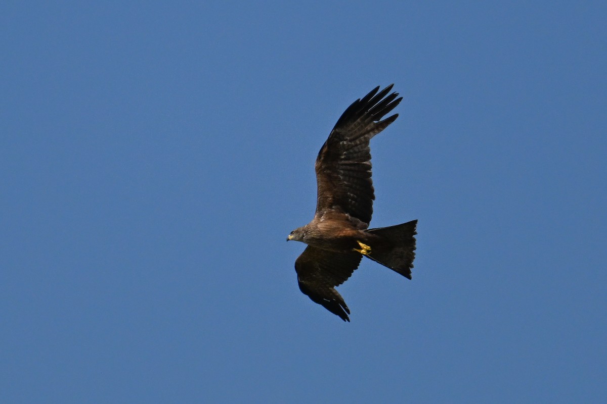 Black Kite - ML646444190