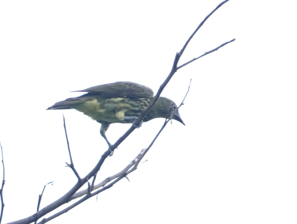 zvonovec trojhrotý - ML646444191