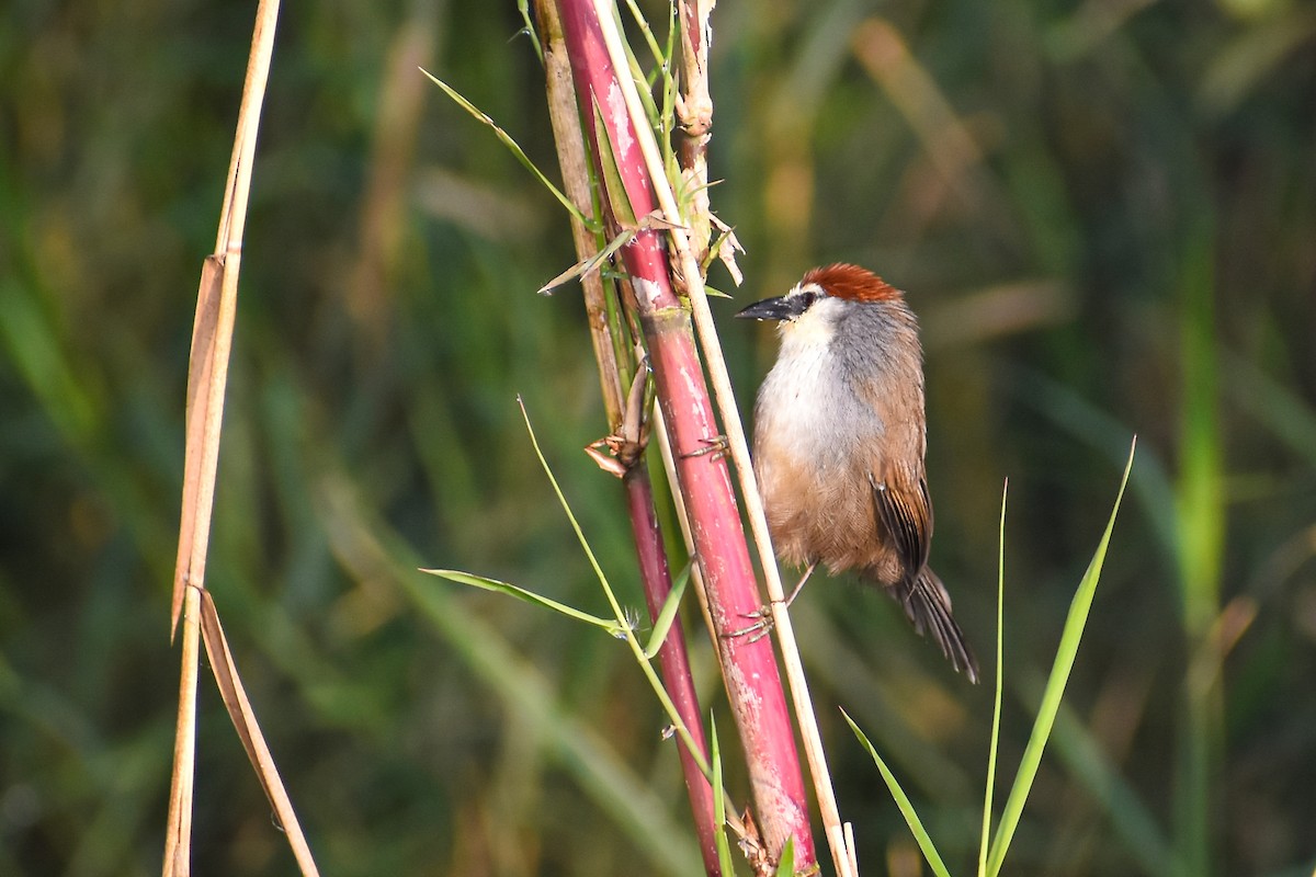 Chestnut-capped Babbler - ML646444193