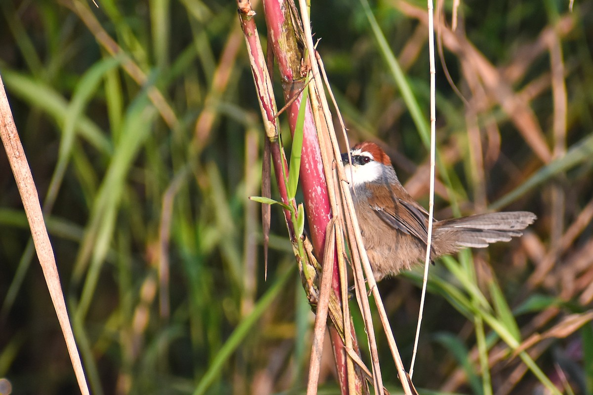 Chestnut-capped Babbler - ML646444194