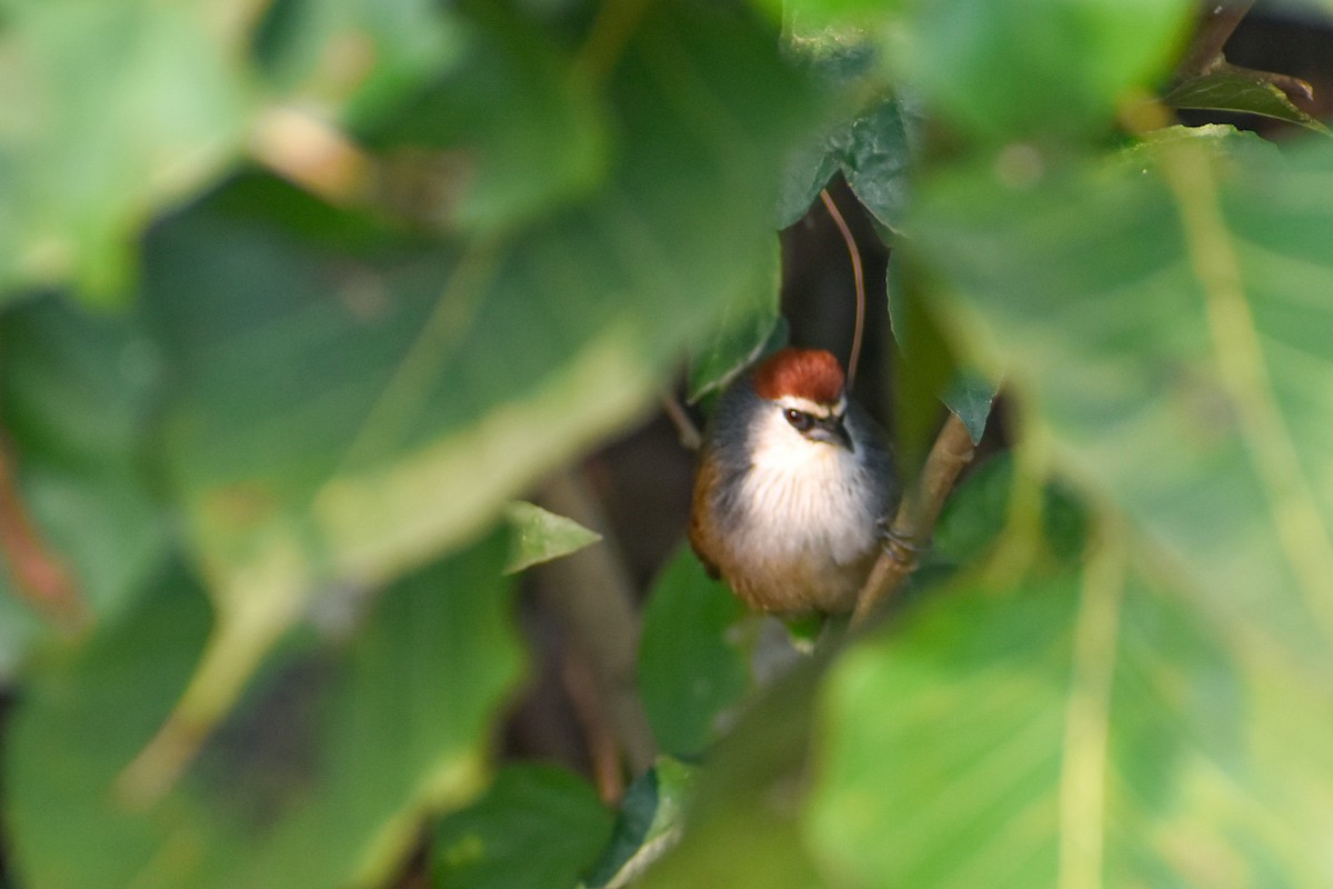 Chestnut-capped Babbler - ML646444195