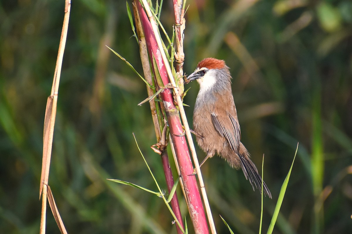 Chestnut-capped Babbler - ML646444196