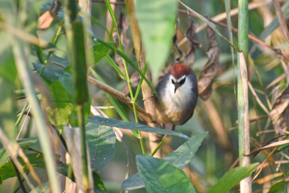 Chestnut-capped Babbler - ML646444197