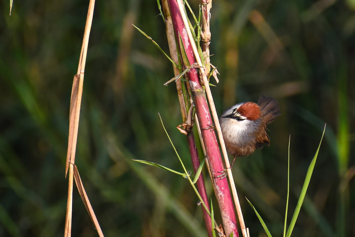 Chestnut-capped Babbler - ML646444198