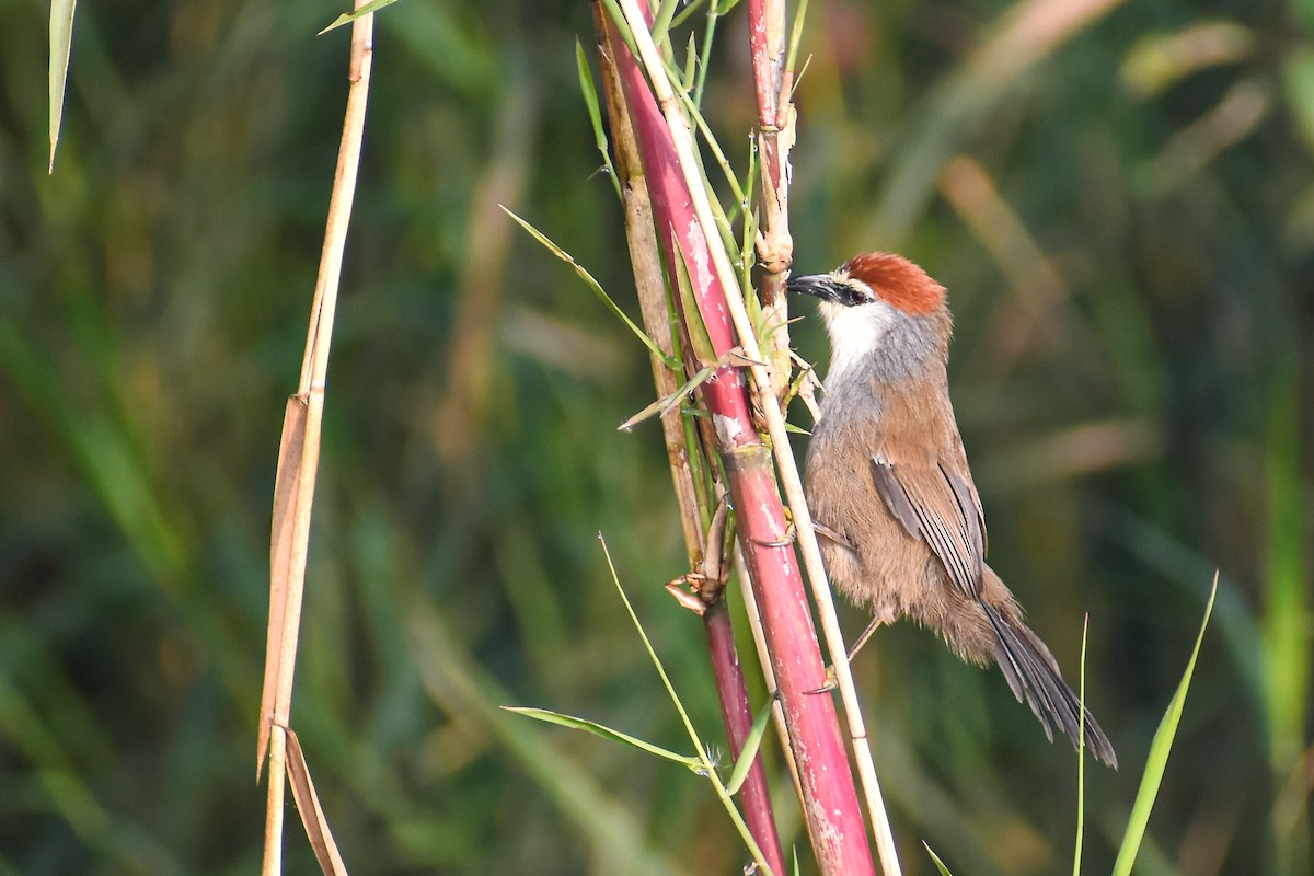 Chestnut-capped Babbler - ML646444199