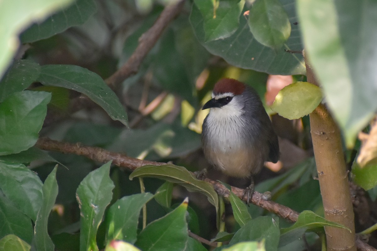 Chestnut-capped Babbler - ML646444200