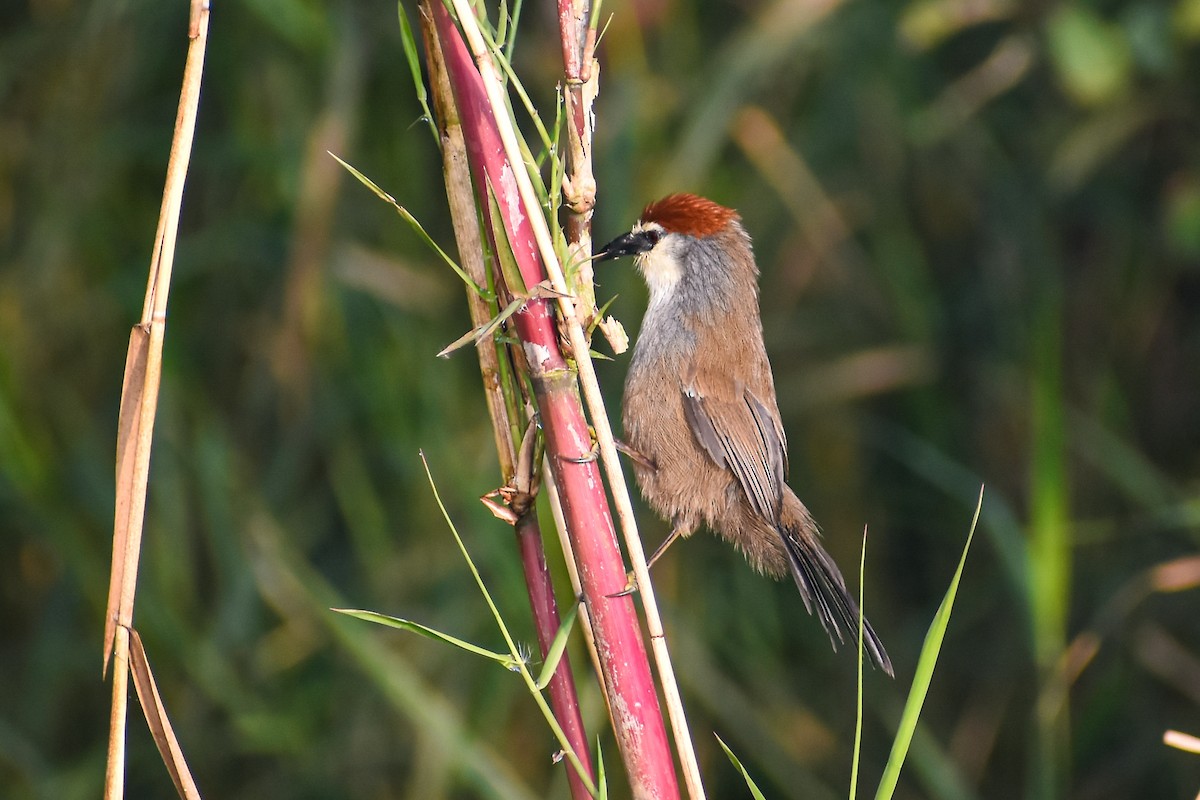 Chestnut-capped Babbler - ML646444201
