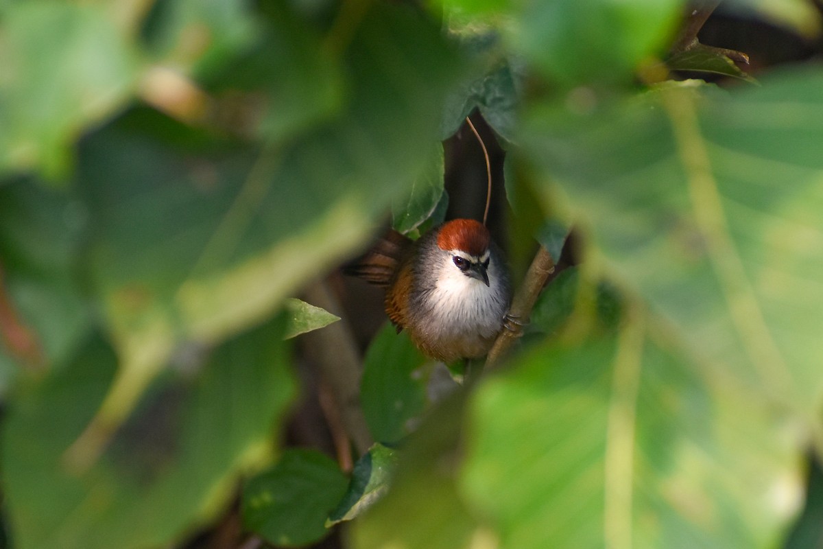 Chestnut-capped Babbler - ML646444202