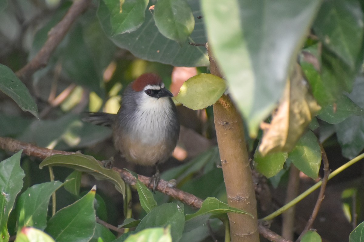 Chestnut-capped Babbler - ML646444203