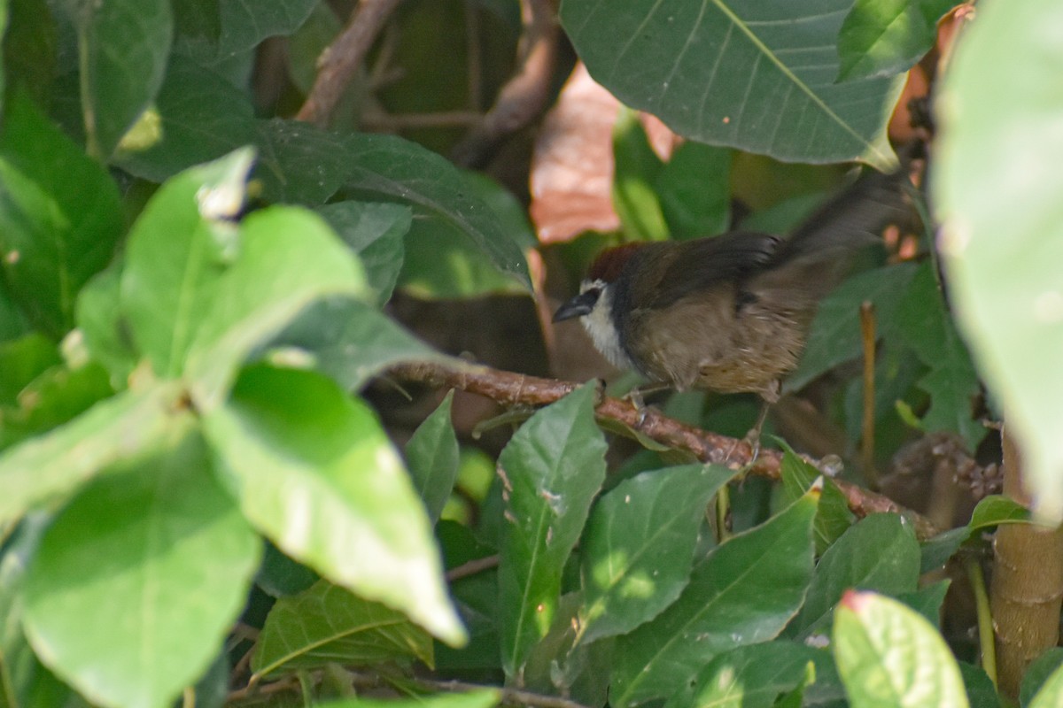 Chestnut-capped Babbler - ML646444204