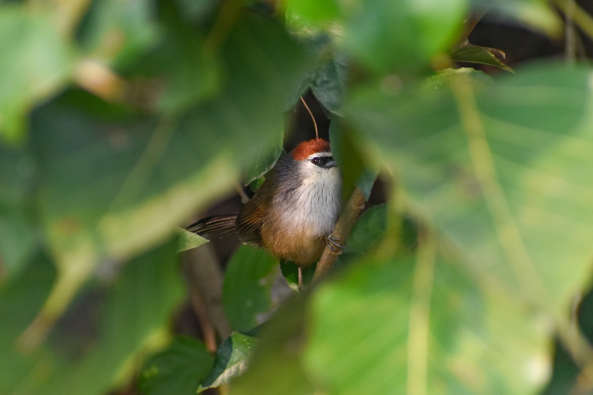 Chestnut-capped Babbler - ML646444205