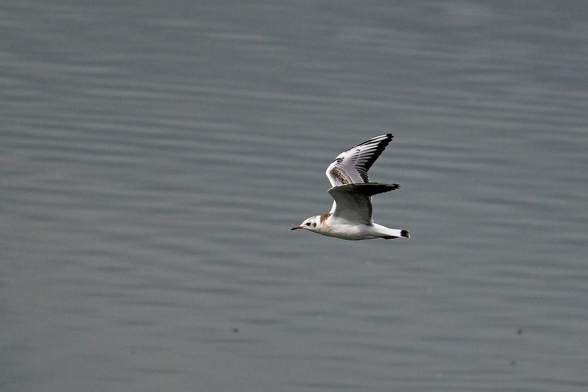 紅嘴鷗 - ML646444208