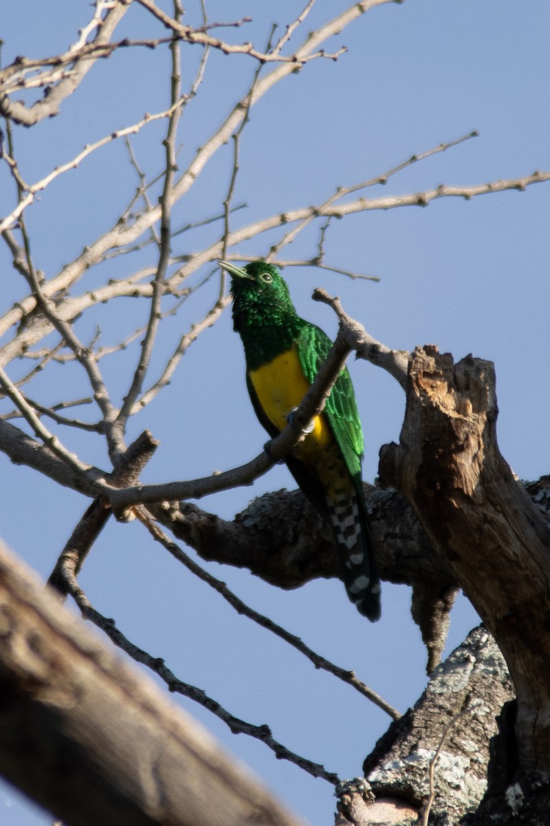 African Emerald Cuckoo - ML646444209