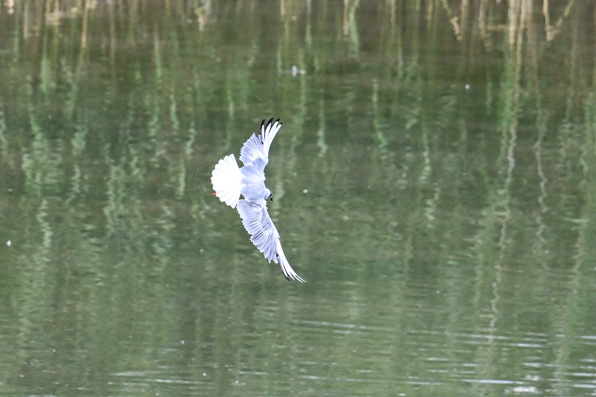 紅嘴鷗 - ML646444210