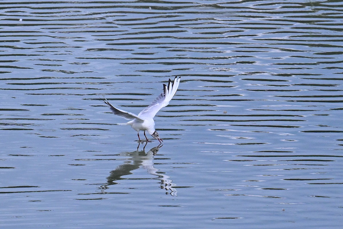 紅嘴鷗 - ML646444211