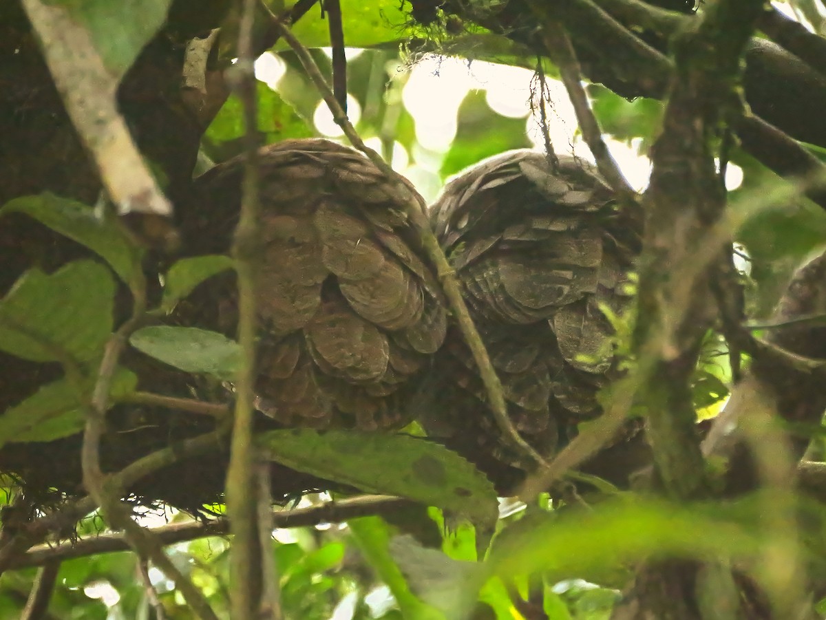 Tropical Screech-Owl - ML646444212