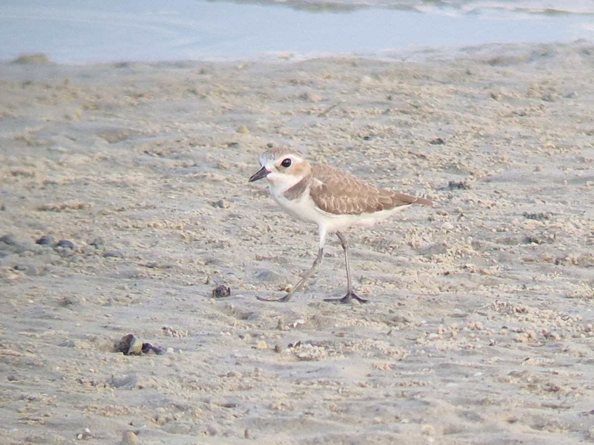 青藏鴴 - ML646444213