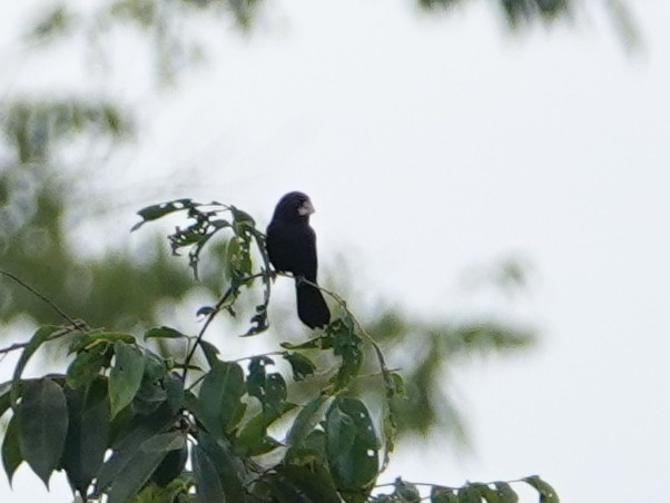 Nicaraguan Seed-Finch - ML646444214