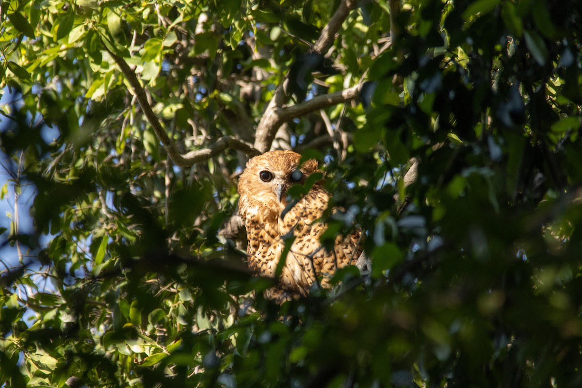 Pel's Fishing-Owl - ML646444215